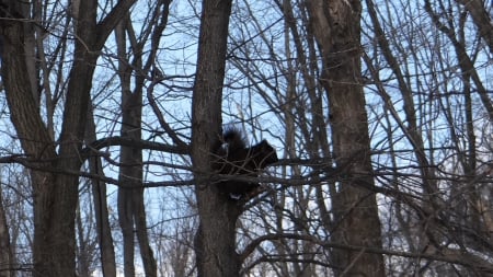 Hiding - hiding, forest, winter, trees