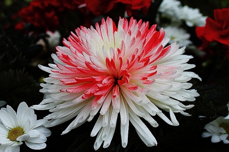 Flower - white, flower, red, beautiful