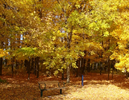 autumn - bench, forest, leaves, autumn