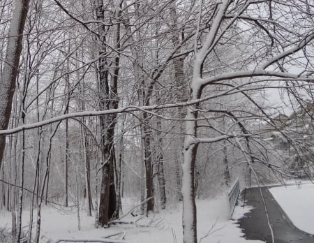 winter - nature, forest, trees, snow