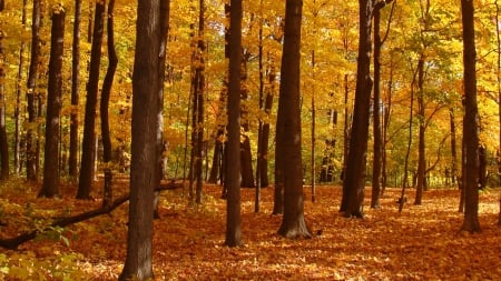 AUTUMN FOREST - leaves, autumn, forest, trees