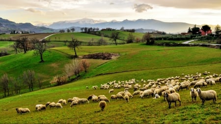 Green Pastures - sheep, nature, view, dog, beautiful, green, pasture