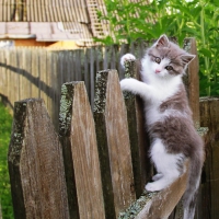Beautiful Kitty