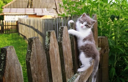 Beautiful Kitty - fence, gorgeous, kitty, beautiful, look