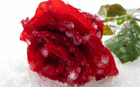 Beautiful - winter, red, snow, rose, top