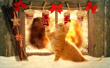 Posing for Christmas - cat, kitten, ginger, christmas, window, yellow, bow, red, animal, orange, cute