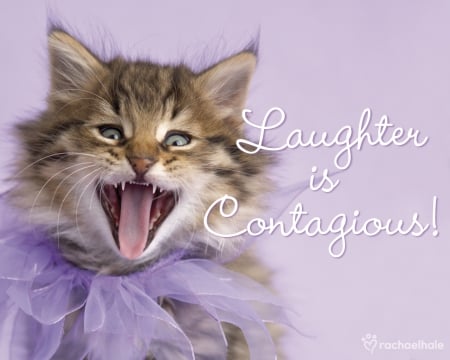 Laughter is contagious! - pink, chuckle, rachael hale, cat, animal, purple, kitten, funny, tongue