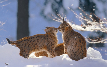 Kiss - white, wild cat, kiss, cat, snow, animal, winter, lynx