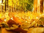 Golden Leaves