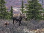 Moose family