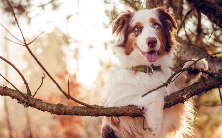 Posing - white, branch, animal, australian shepherd, border collie, dog, tongue