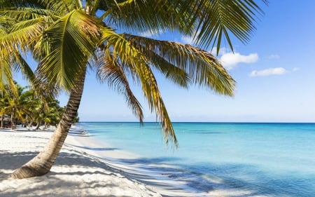 Beach - sands, nature, beach, tree