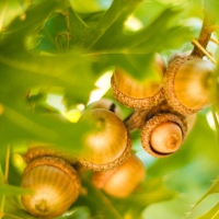 Acorns