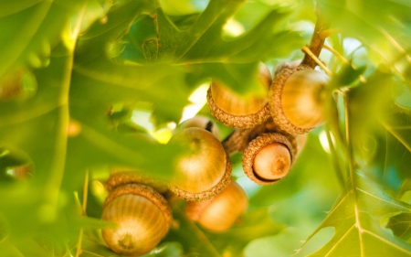 Acorns - green, acorn, leaf, autumn