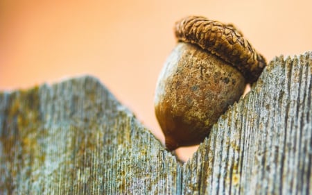 Acorn - acorn, fruit, wood, autumn