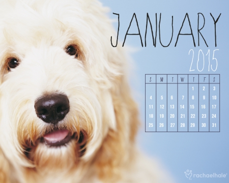 January 2015 - animal, blue, january, dog, rachael hale