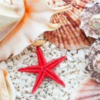 Seashells and Starfish