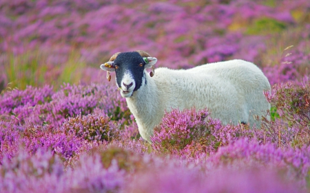 Sheep - white, flower, animal, pink, sheep, field