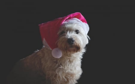 Waiting for Santa - white, cute, black, hat, santa, christmas, dog