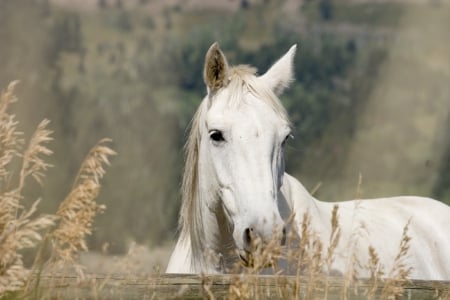 WHITE HORSE - nature, fields, Horse, White, animals