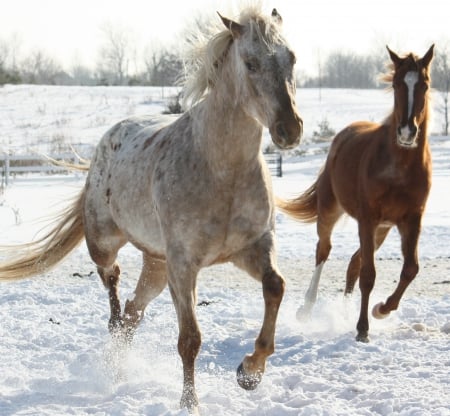 HORSES PLAYING IN THE SNOW - horses, nature, snow, animals, playing