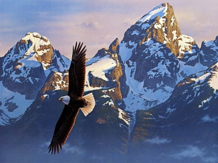 Bald Eagle in Grand Tetons - usa, flying, mountains, wings