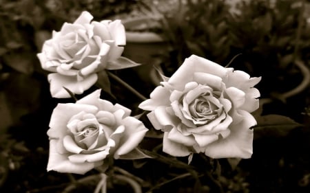 THREE  ROSES - flowers, photo, roses, nature