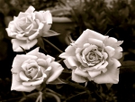 THREE  ROSES