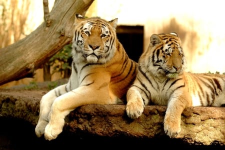 ROYAL COUPLE at REST - rest, wildlife, couple, tigers