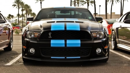 Shelby GT Mustang - shelby, black cars, ford, vehicles, shelby gt mustang, mustang, cars