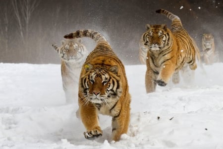 WILD PLAY - fun, run, cats, snow, tigers, cJames Chong