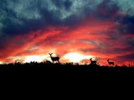 Deers At Sunset - Animal, Sunset, Deers, Clouds