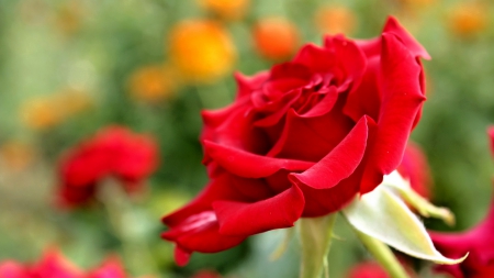 Red Rose - garden, red, love, rose