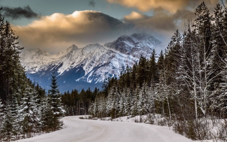 mountain forest - forest, cool, fun, nature, mountain