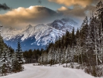 mountain forest