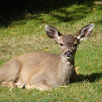 Siesta, on the  front lawn;; Comox,B.C.