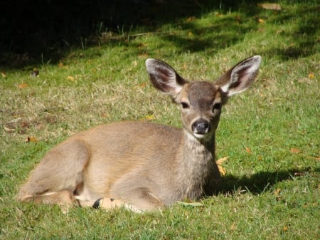 Siesta, on the  front lawn;; Comox,B.C.