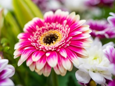 Chrysanthemum - flowers, white, petals, pink, marco