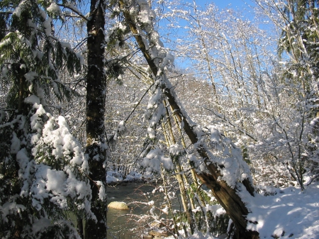 Beauty of Winter,Couitlam River,B.C. - winter, tree, snow, river