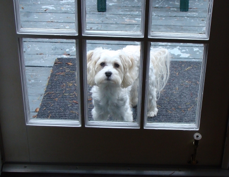 Anybody home ? - white, door, dog, sad