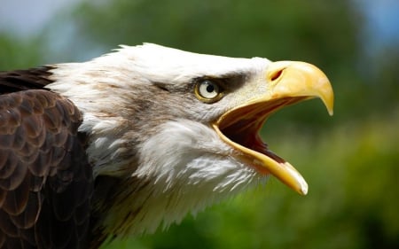 Bald Eagle - bird of prey, american, bald eagle, emblem