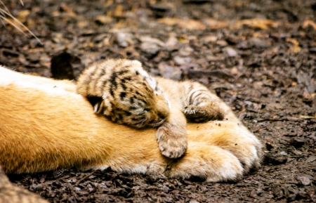 Cuteness - sleeping, paw, mothers, cub, tiger, cute