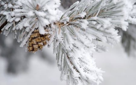 * - winter, tree, macro, nature, snow