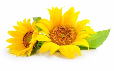 Sun Flower - yellow, macro, sun, flowers, flower