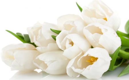 * - flowers, white, flower, tulips