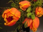 Orange tulips