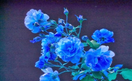 Blue roses - roses, flowers, blue, leaves