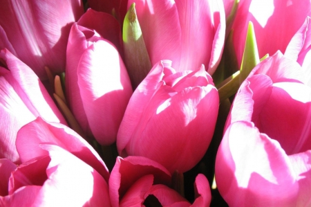 Pink tulips - flowers, love, pink, nature