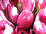 Pink tulips