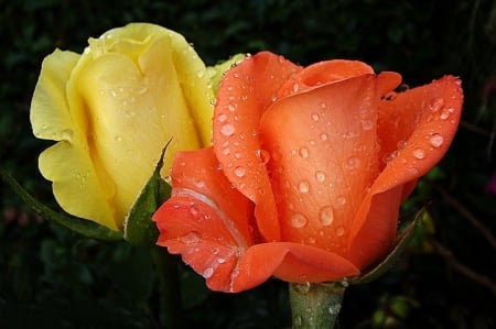 Roses - roses, yellow, orange, beautiful